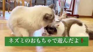 ネズミの5連ちゃんおもちゃで遊んだよ！