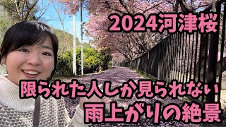 【2024河津桜まつり】2.16 雨上がりの絶景　河津櫻　ライブカメラ