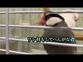 【文鳥劇場】文鳥マッサージ 408