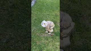 This owl that we encountered in Ireland has moves! dancing owl • funny animal videos