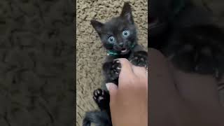 【悶絶注意⚠️】新入り子猫の　こちょこちょパッ！が可愛すぎる　#shorts #kitten #子猫