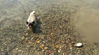 Мопс Френк.После долгой дороги Френка из воды не вытащить 🐽🌊