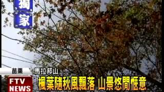 苗栗馬拉邦山秋意濃 楓葉紅了－民視新聞