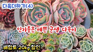 다육더하기(4) 착한 군생 다육이 온슬로우