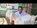 pure patira breeding setup top quality kids maharashtra ke shaan dr shaikh patira goat farm