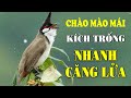 CHÀO MÀO MÁI KÍCH TRỐNG CĂNG LỬA  - CÁCH KÍCH LỬA CHÀO MÀO SỔ BỌNG HÓT CHÉ #chàomàohót