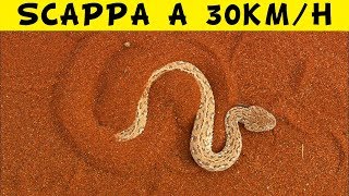 Se Vedi Questo Serpente Scappa a 30 km/h