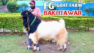 BAKHTAWAR 2024  The Heaviest Kota Goat Of FG Goat Farm Bhopal