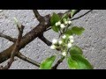 Verger, La taille des arbres fruitiers: réussir à former un arbre en double U productif en 3 ans !