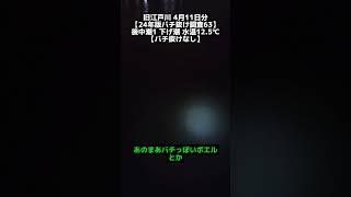 旧江戸川 4月11日分【24年版バチ抜け調査63】後中潮1 下げ潮 水温12.5℃【バチ抜けなし】#旧江戸川シーバス #バチ抜けシーバス #東京湾奥シーバス