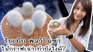 รีบูเทีย ไม้กราฟเน่า ทำยังไงดี?