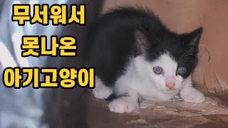 새끼고양이가 걱정되어 우는 어미 길냥이