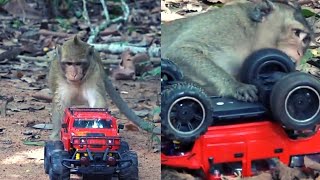 Monkeys playing with truck😂🐒|how to make funn with monkey 😂🐒|everyday monkey funny video 🐒#monkey