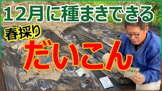 品種に注意！12月に種まきできる大根