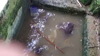 A Collection Of Giant Catfish In The Pond