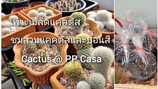 เพาะเมล็ดแคคตัส # plant cactus seeds # แมมชูแมน # ยิมโน # โคเปียโป   # บอนสี # ไม้อวบน้ำ