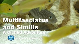 Multifaciatus and Similis  -- Shell Dwellers Fincasters Episode 141