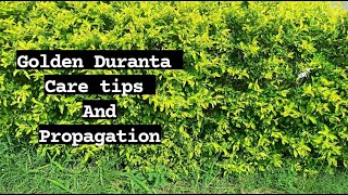 37. Golden Duranta Hedge Plant Care Tips \u0026 Propagation 🌿 #Duranta #PlantsLover