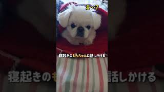 寝起きのもんちゃんに話しかける#ペキニーズ#dog#short