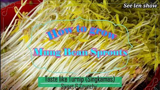 HOW TO GROW MUNG BEAN SPROUT/ EASIEST TO GROW MUNG BEAN SPROUT AT HOME. Ep:006
