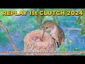 ❤️OLIVES FIRST CLUTCH 2024 - DAY 16 of 45. Watch Olive and her Chicks from Egg to Fledge.