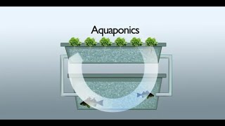 What Is Aquaponics System?