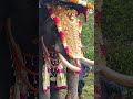 മാമ്പി ആശാനും അക്കാവിള ആനകുട്ടിയും pooram elephant pooramvibes