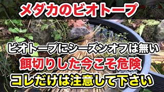 【メダカ】【ビオトープ】【biotope】ビオトープにシーズンオフは無い、餌切りした今こそ危険！コレだけは注意して下さい