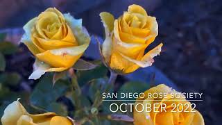 Propagating Roses Using Own Root Cuttings and Grafting presented by the San Diego Rose Society