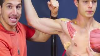 Pec Education and Stretches -MoveU