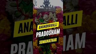 Manamadurai Sri Anandhavalli Somanathar Temple Sani Pradosham 2025 | சனிப்பிரதோஷம் மானாமதுரை