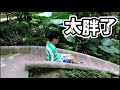 【少爺來啦】南投森林風超長溜滑梯！親子旅行隨意拍 12 ｜ 鳳凰谷鳥園