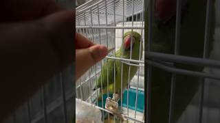 פרנקו הדררה אוכלת גרעין מיד של בן אדם 💚 | Franco The Ringneck Parakeet Eats Seed From My Hand