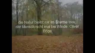 Herbststimmung im Wald (2)