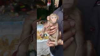 మన పూర్వీకుడు#evolution#science#monkey