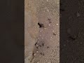 black ants remove each sand one by one team work