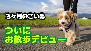 【散歩デビュー】初めてのお散歩に喜ぶマルプーの子犬