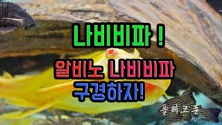 [물생활 공부] 나비비파, 알비노 나비비파 구경하자! -키우기 쉬운 나비비파! 꼼꼼한 영상 설명 플레코존 pleco introduction