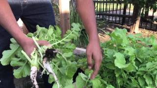 Harvesting radishes for their leaves