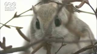 Japanese dwarf flying squirrel, so cute animal/モモンガ可愛い♡