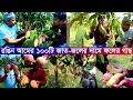 বিশ্বের নামিদামি ১০০ জাতের আমের বাগান | বিদেশি মিষ্টি রঙিন আম গাছের দাম কত | মিষ্টি আমের বাগান