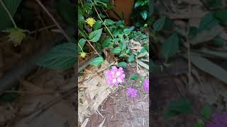 [ Trailing Lantana ] 小葉馬纓丹  小叶马缨丹