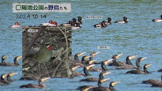 □陽池公園の野鳥たち 2024/10/14