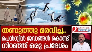 എന്താണ് സംഭവിച്ചത്?മഞ്ഞുമൂടിയ ലോകം ഭീതിയിൽ | Outbreak of deadly H5N1 virus | Antarctica