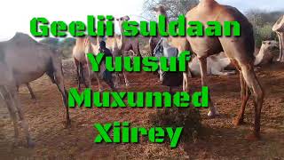 Geelii SULDAAN YUUSUF MUXUMED  XIIREY