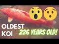 Story of the oldest koi fish [226 YEARS OLD] Hanako