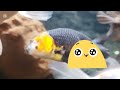 180cm 金魚 水槽　新しい金魚 2匹 🎊🎊前びれに障害のある金魚　金魚　goldfish 🐠 錦鯉　koifish