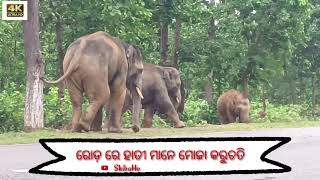 ମୟୂଭଞ୍ଜ District 🌲🌲କରଞ୍ଜିଆ ବ୍ଲକ //🍁🍁ଗା Sandeuil jungal road elephants