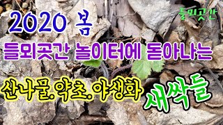 한국의산나물2.020봄 들뫼곳간 놀이터에 돋아나는 산나물 새싹들