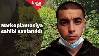 Cəlilabadda narkoplantasiya sahibi saxlanılıb - Baku TV